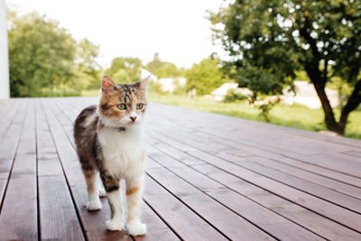 Beautiful tricolor cat walking on brown wooden terrace outdoor