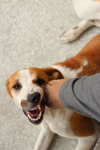 Cropped hand touching dog