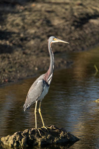 Side view of a bird on rock