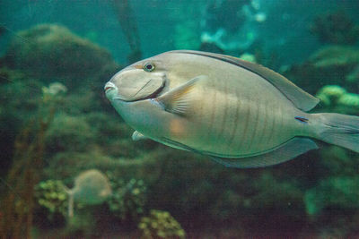 Close-up of fish swimming in sea