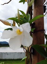 Close-up of white flower blooming against sky