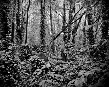 Trees in forest