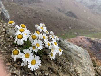 High angle view of white flowers on rock