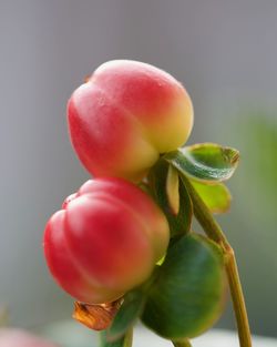 Close-up of tomatoes growing on plant