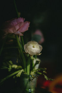 Close-up of red rose flower