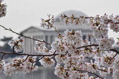 Close-up of apple blossoms in spring