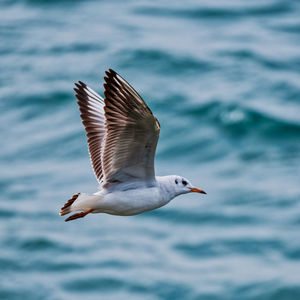 Close-up of seagull flying over sea