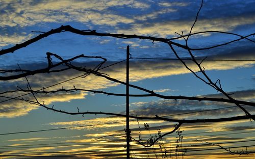 Bare tree against sky at sunset
