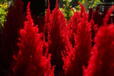 Close-up of red flowering plants