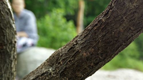 Close-up of tree trunk