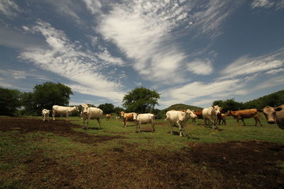 Cows grazing in a field