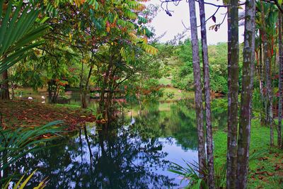 Scenic view of lake amidst trees in forest