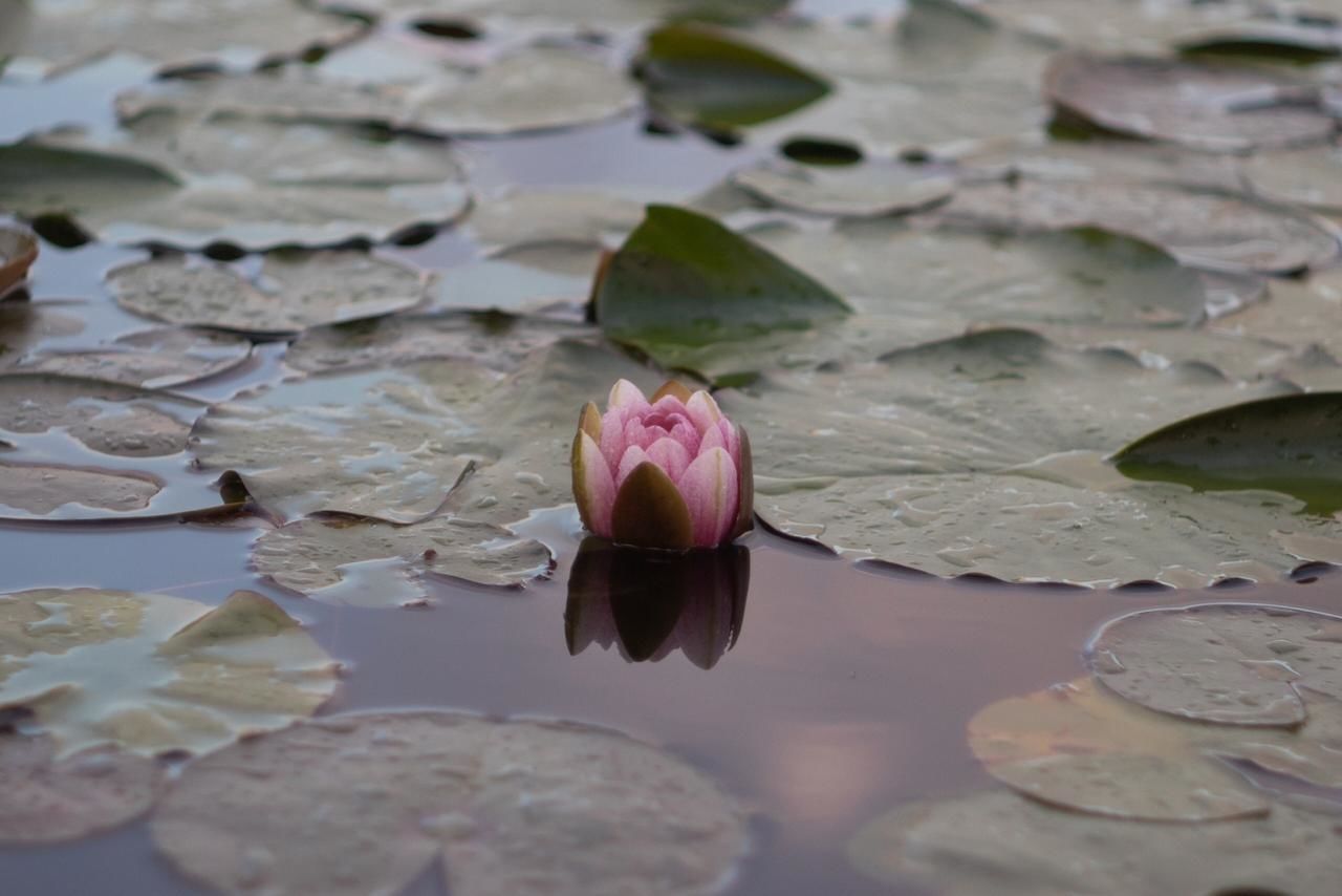 water lily, water, flower, leaf, flowering plant, pond, plant part, nature, petal, beauty in nature, floating on water, floating, lotus water lily, lily, pink, plant, freshness, reflection, no people, close-up, fragility, outdoors, flower head, inflorescence, macro photography, aquatic plant, tranquility, sea, selective focus, environment, day