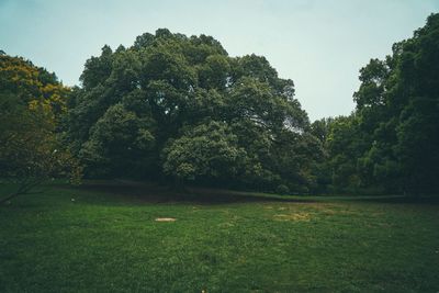 Trees on field against clear sky