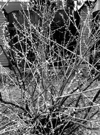 Close-up of bare tree