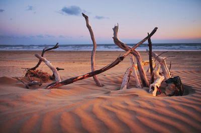 Driftwood on beach against sky during sunset