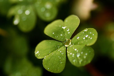 Close-up of wet plant