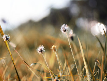 Close-up of flowering plant on field