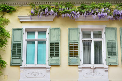 Building facade with windows and blooming wisteria