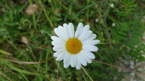 Close-up of white flowering plant