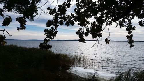 Silhouette trees by sea against sky