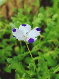 Close-up of purple flowering plant