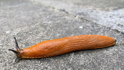 Close-up of snail