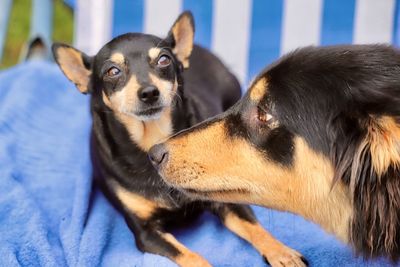 Close-up of 2 dog portraits