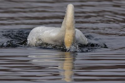 Duck swimming in lake