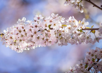 Close-up of apple blossoms in spring