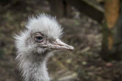 Close-up of a bird