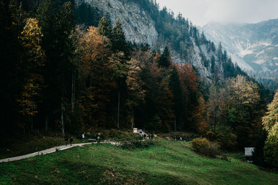 Scenic view of forest during autumn