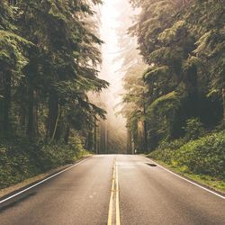 Empty road amidst trees