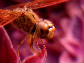 Close-up of insect