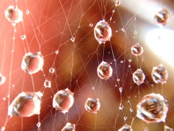 Close-up of spider web