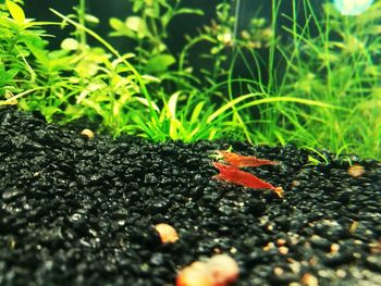 Close-up of fallen leaves