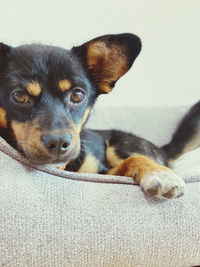 Close-up portrait of dog relaxing at home