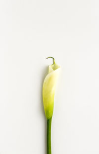 Close-up of green chili pepper on white background