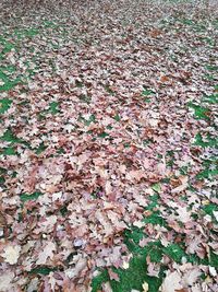 Close-up of autumn leaves fallen on field