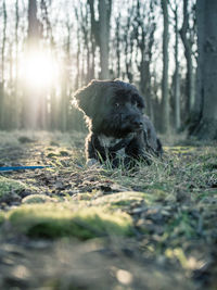 View of dog in forest