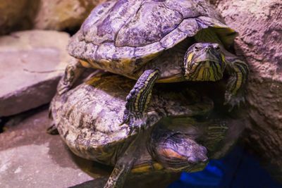 Close-up of turtle in water