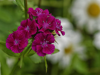 Close-up of purple flowering plant