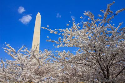 Low angle view of cherry blossom tree against blue sky