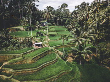 Scenic view of agricultural field