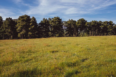 Trees on field against sky