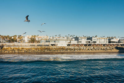 Seagulls flying over sea by buildings against clear blue sky