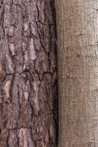 Close-up of tree trunk