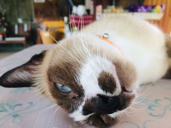 Close-up portrait of cat at home