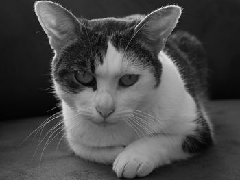 Close-up portrait of cat sitting