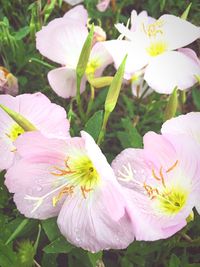 Close-up of flowers blooming outdoors